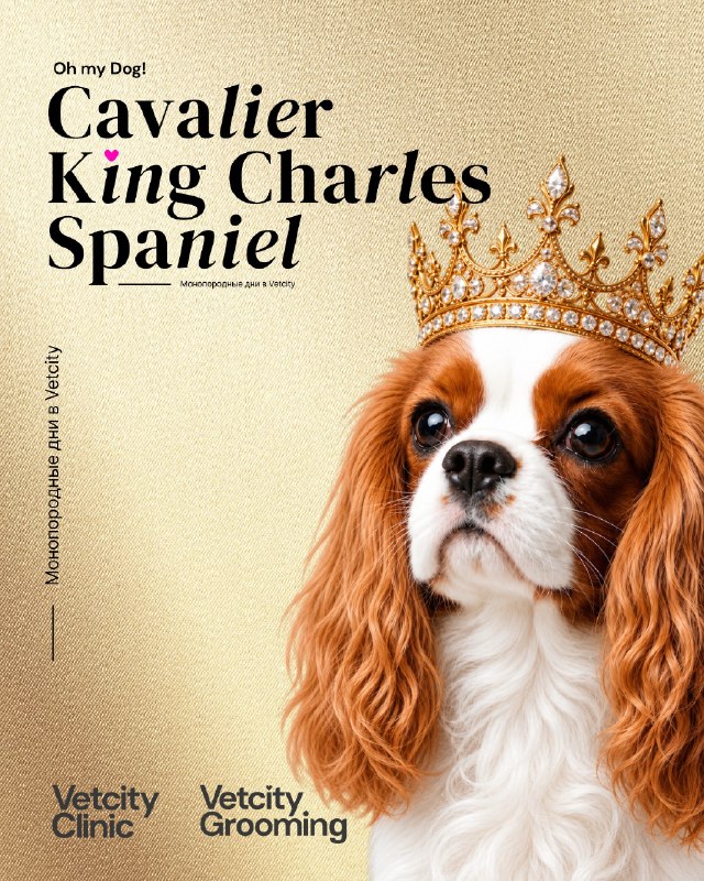 Oh, my dog! Cavalier King Charles Spaniel