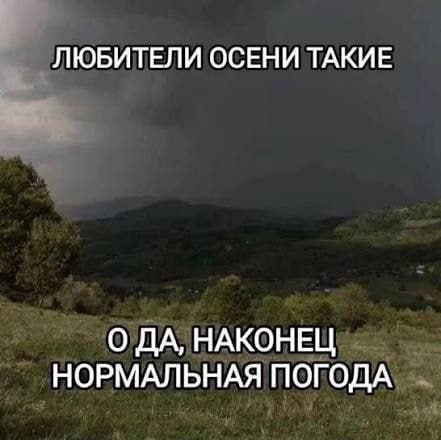 Авокадо фест