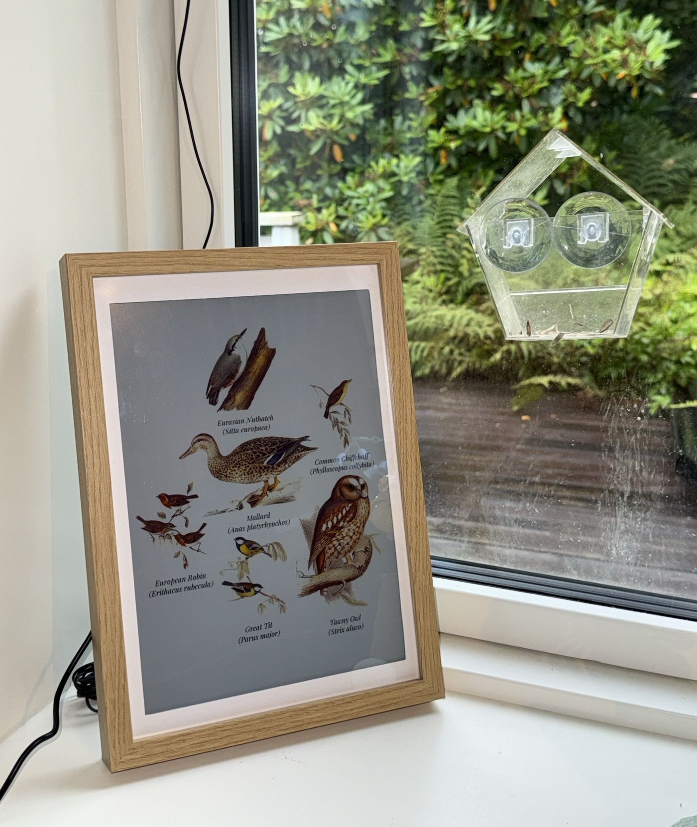 The image shows a wooden window frame with a light brown or beige finish, situated on a white windowsill. A light grey or blue-grey poster is displayed within the window frame, featuring illustrations of various bird species and their scientific names. The poster includes depictions of a Eurasian Nootatch, Mallard, Com